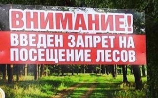 Введен запрет на посещение лесов
